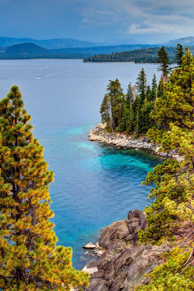 Beautiful coast covered with green pines