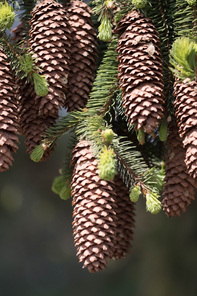 Большие шишки на зеленых ветках ели