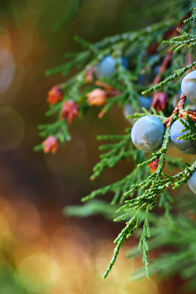 Синие ягоды можжевельника на зеленой ветке