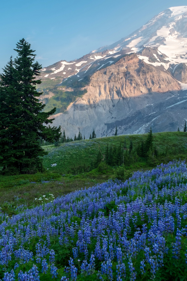 Голубые цветы люпина в лесу на фоне гор