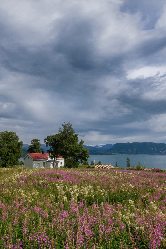 Пасмурное небо над озером и полем с красивыми цветами 