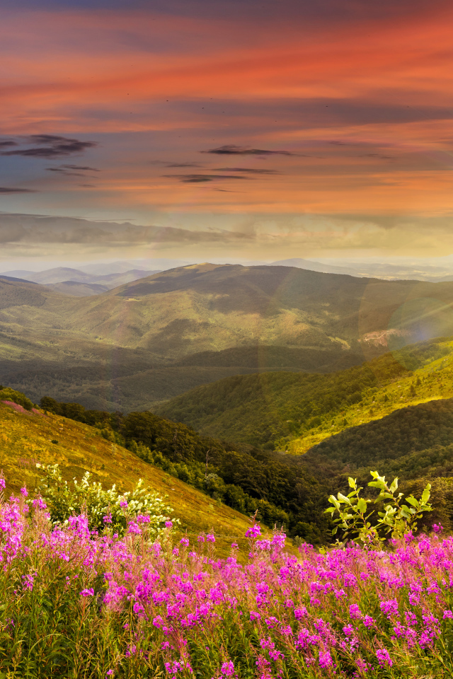 Рассвет яркого летнего солнца над холмами с розовыми цветами