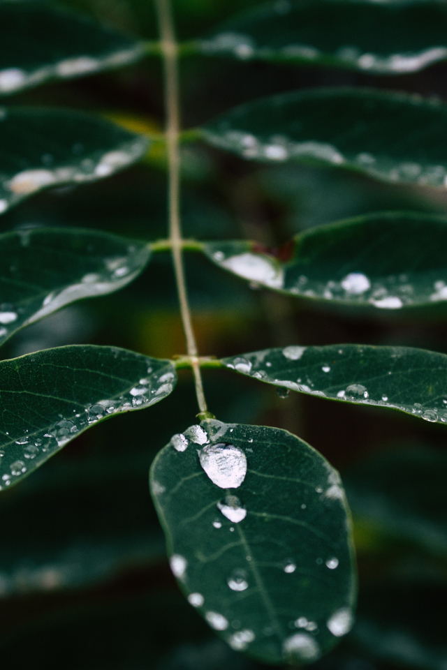Капли дождя стекают по зеленому листу