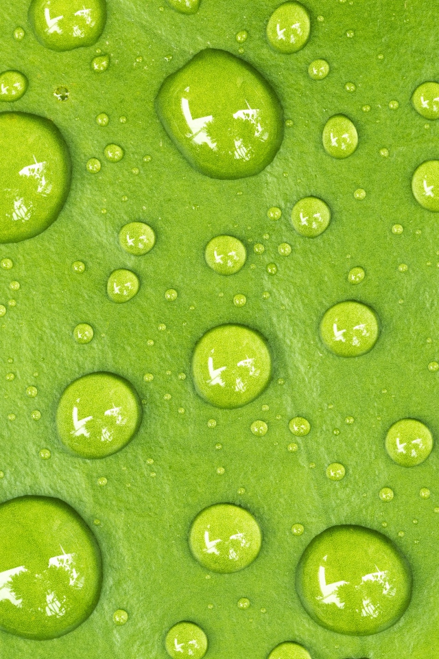 Капли на зеленом листе крупным планом