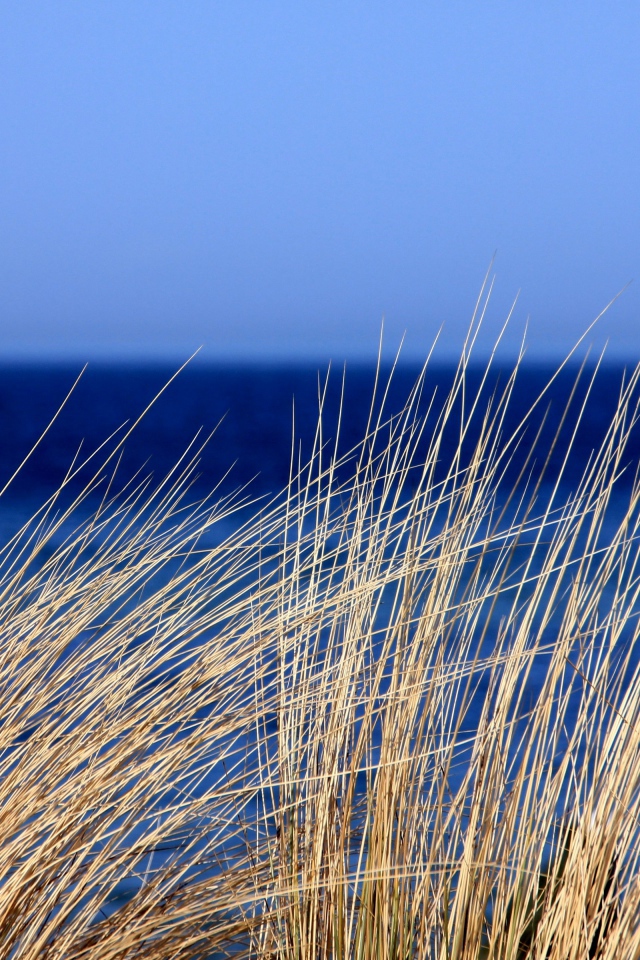 Сухая трава на фоне голубого горизонта