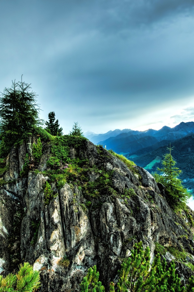 Ели на вершине скалы под  пасмурным небом 