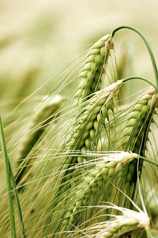 Зеленые колосья пшеницы крупным планом