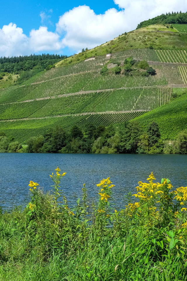 Зеленые поля на фоне реки