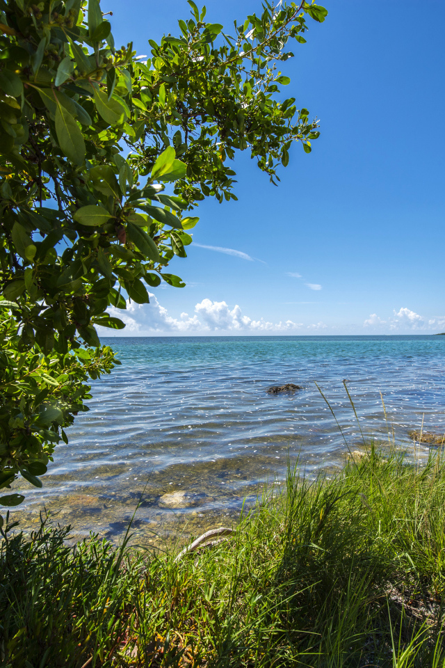 Зеленые деревья на побережье Флориды