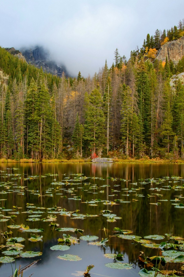 Озеро на фоне соснового леса у подножия гор
