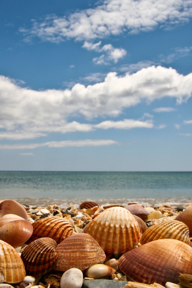 Large seashells on the seashore under a blue sky with white clouds