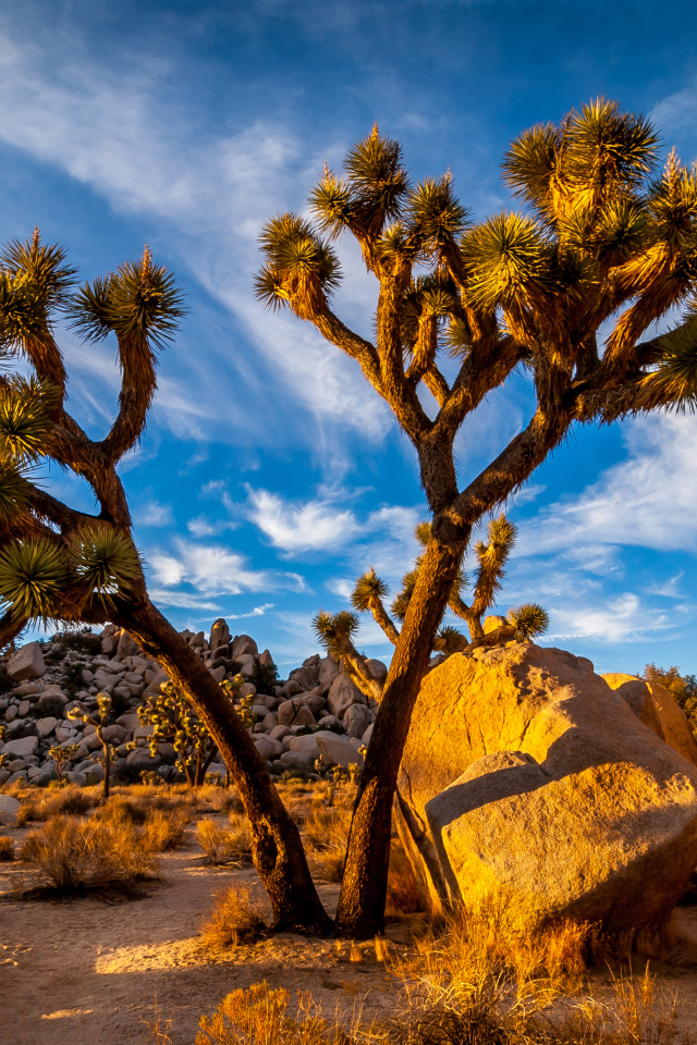 Большие тропические кактусы под голубым небом, США
