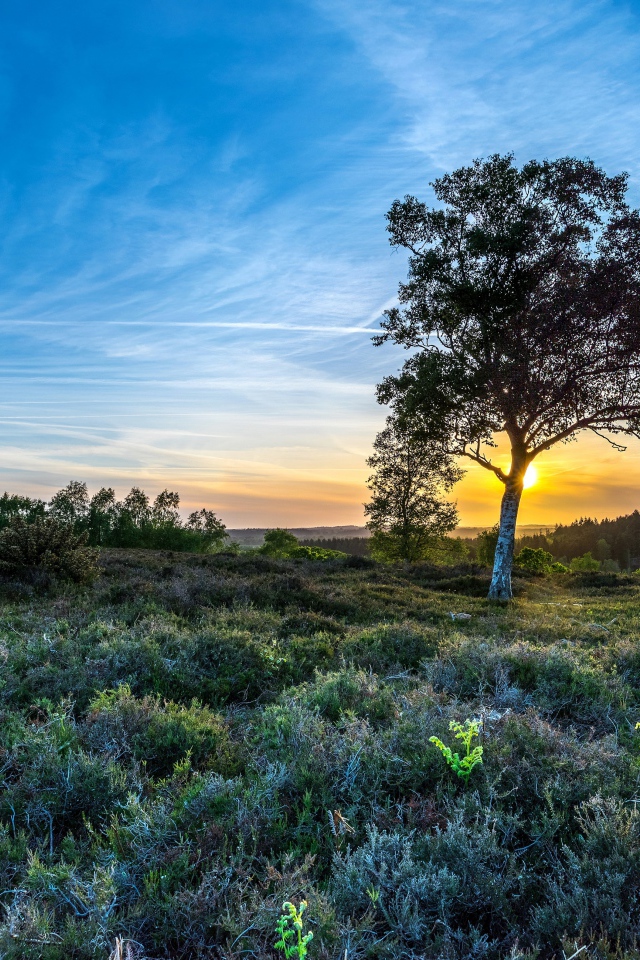 Одинокая береза под красивым голубым небом в поле