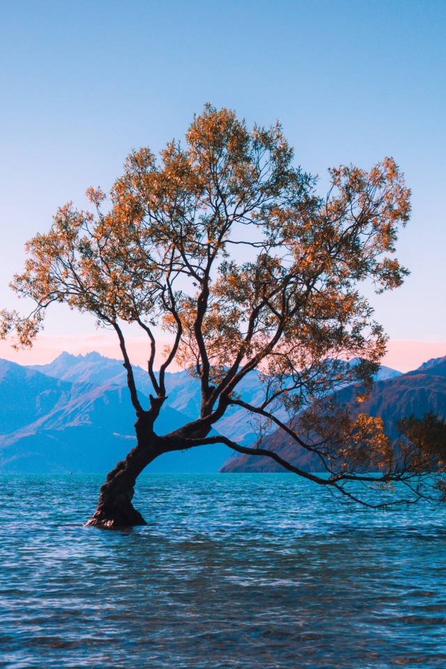 Одинокое дерево в воде на фоне гор