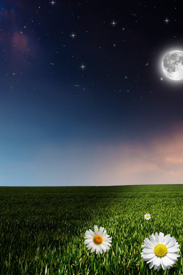 Луна над зеленым полем с ромашками 
