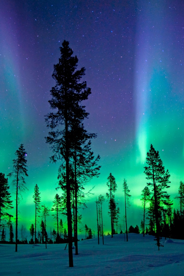 Северное сияние над заснеженным сосновым лесом