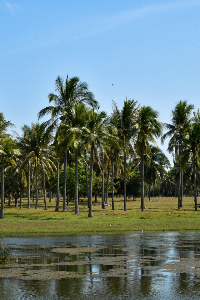 Пальмы на берегу у воды, Таиланд