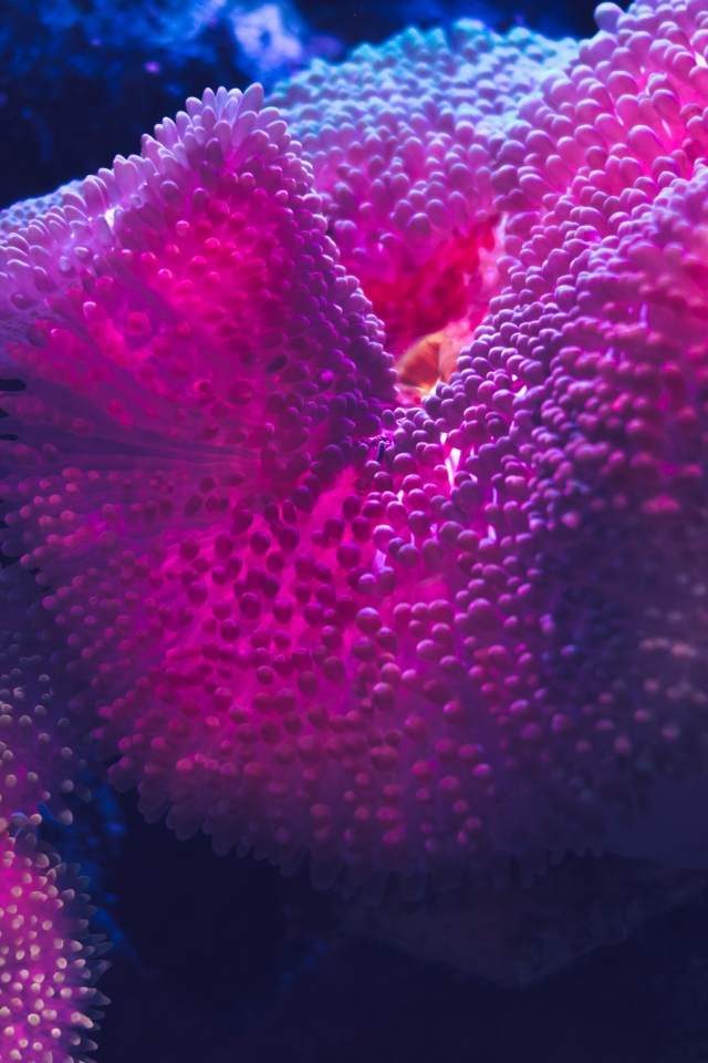 Розовый коралл под водой 