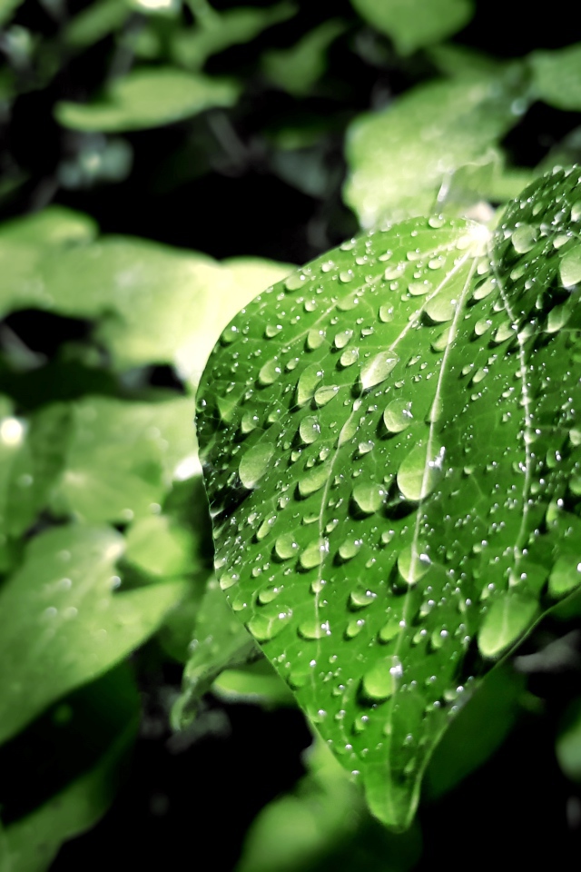 Капли дождя на зеленых листьях 