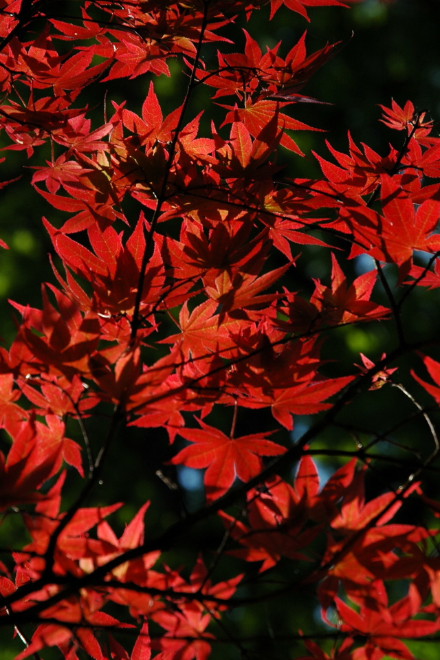 Красные листья на дереве осенью