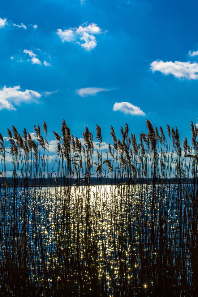 Камыш в реке под красивым голубым небом