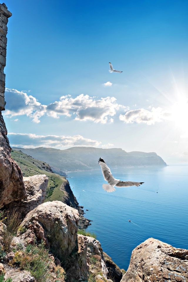 Чайки летают у скалы в лучах солнца под красивым голубым небом