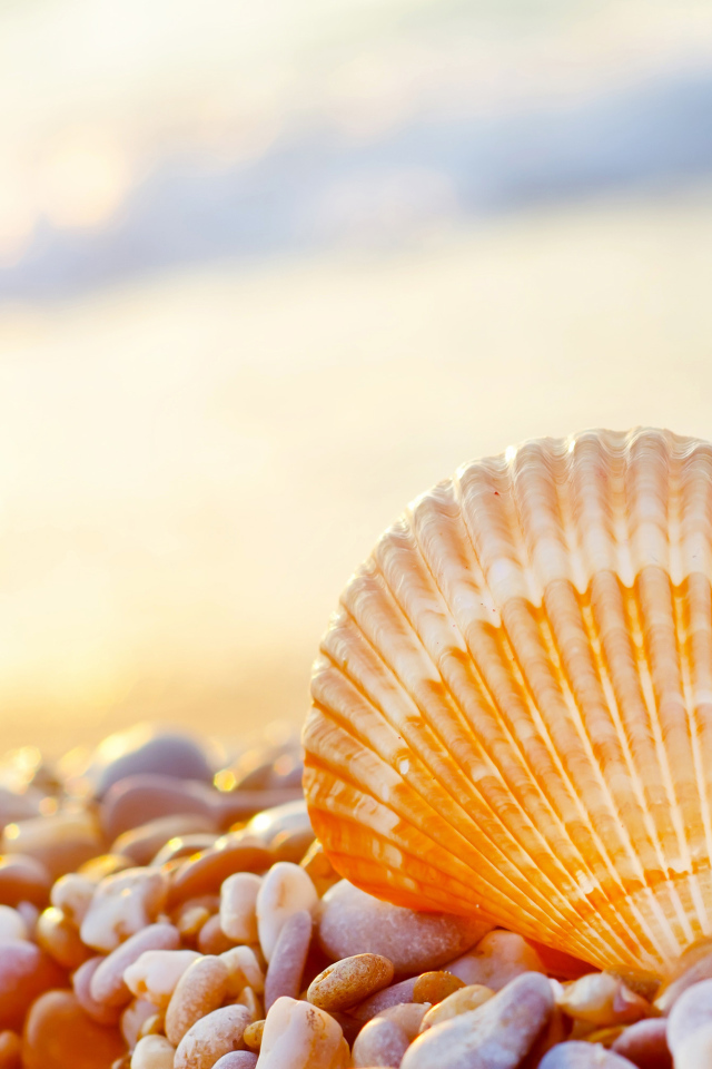 Ракушка на морской гальке на берегу моря 