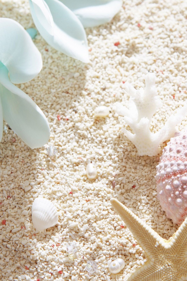 Ракушки и цветок плюмерии на белом песке