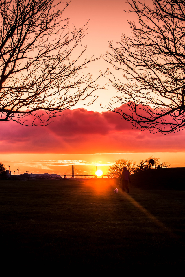 Силуэты деревьев на фоне яркого солнца
