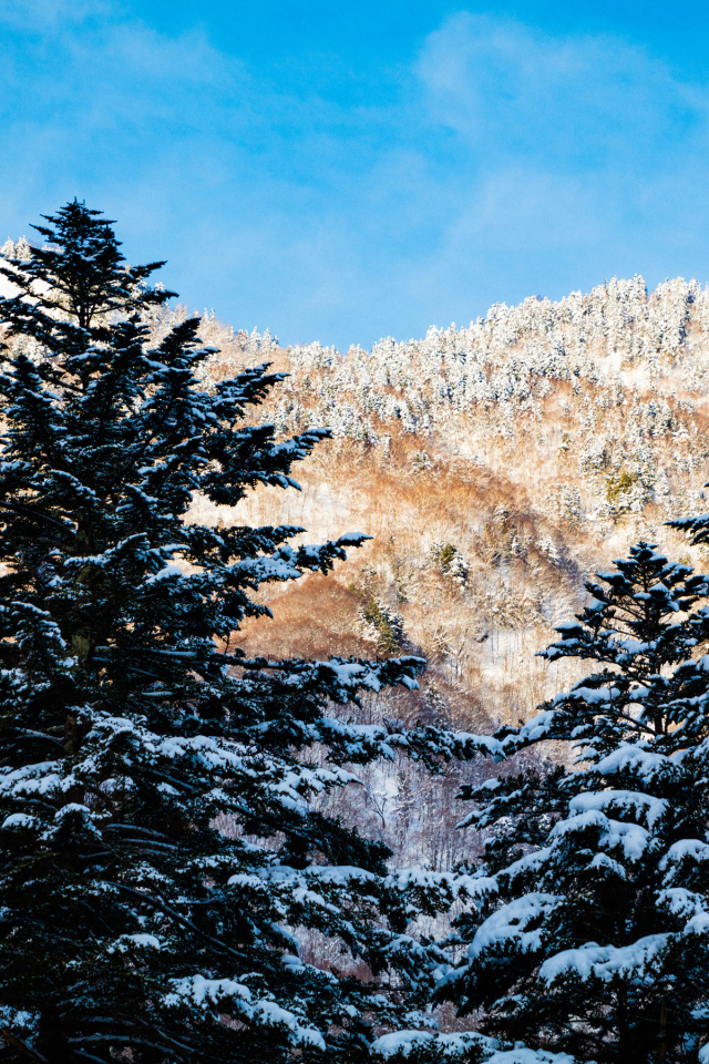 Заснеженные ели на фоне гор под голубым небом