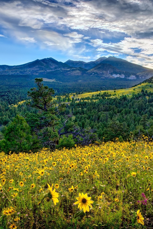 Восход солнца над горами, лесом и полем с желтыми цветами