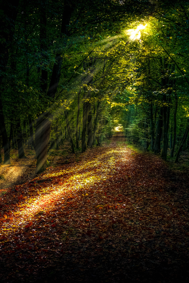 Яркое солнце пробивается на лесную дорогу покрытую желтыми листьями