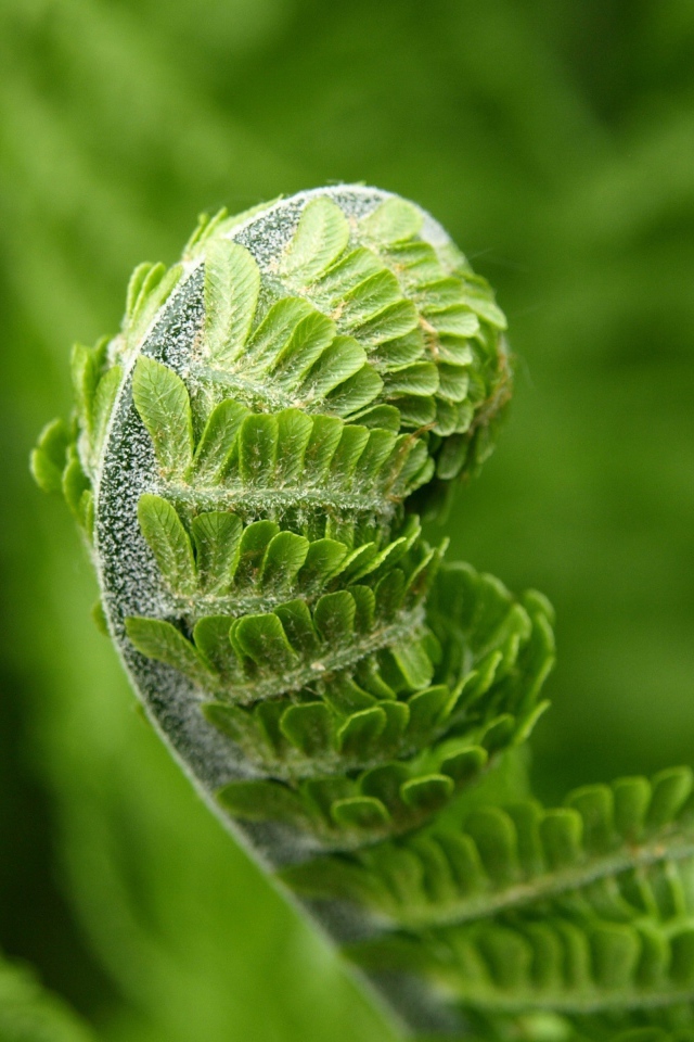 Зеленый лист папоротника распускается весной