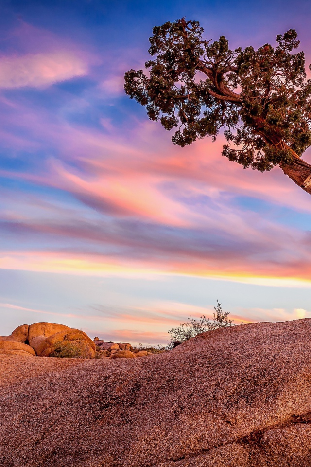 Природа национального парка Джошуа-Три, Калифорния. США