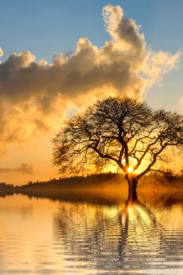 Солнце пробивается сквозь ветки дерева в облачном небе