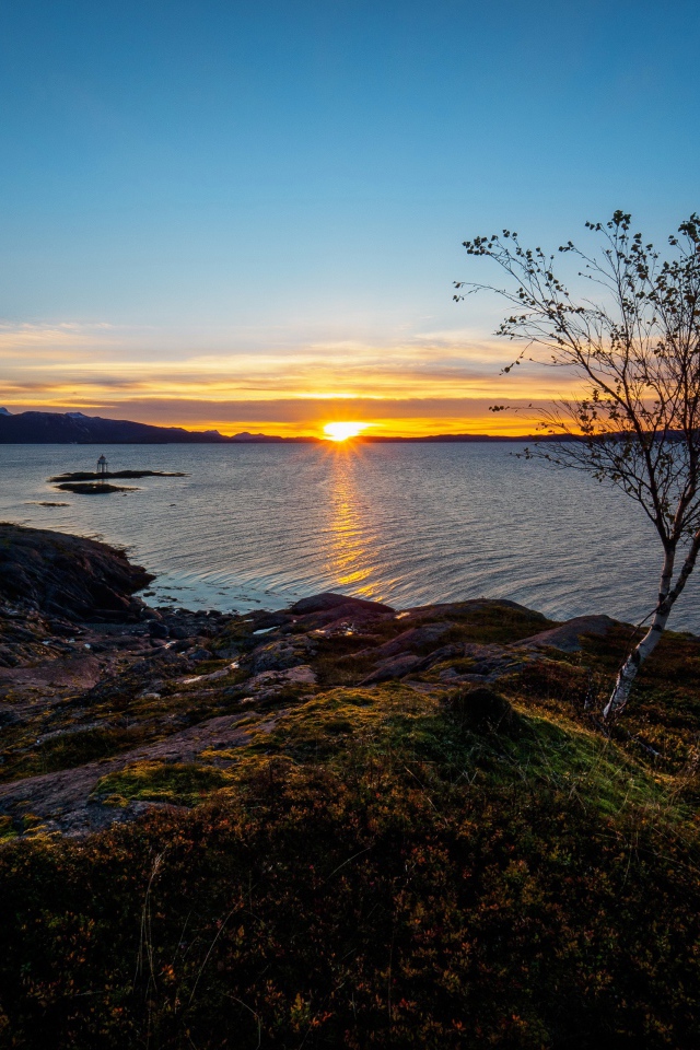 Тонкая береза ​​на скалистом берегу моря на закате под голубым небом
