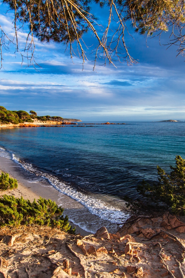 Деревья на побережье Корсика, Франция