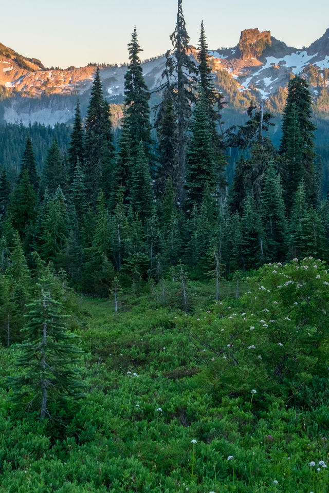 Вид на зеленый хвойный лес и верхушки гор в лучах восходяшего солнца