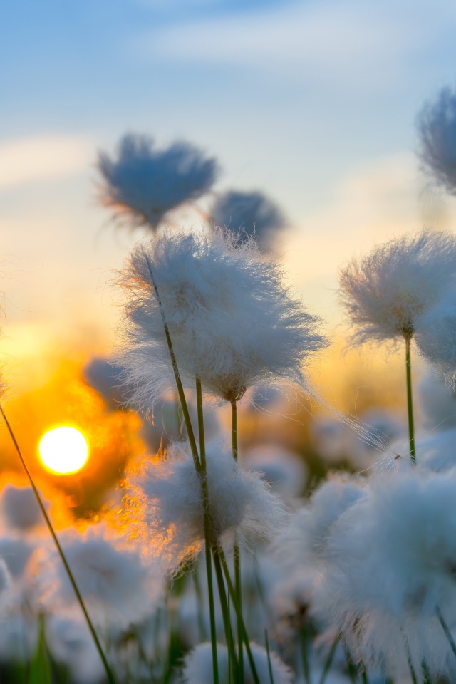 White cotton at sunset