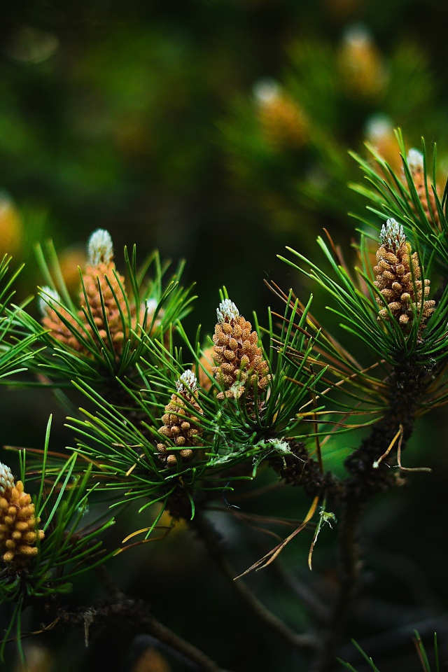 Молодые сосновые шишки с зелеными иголками на ветках