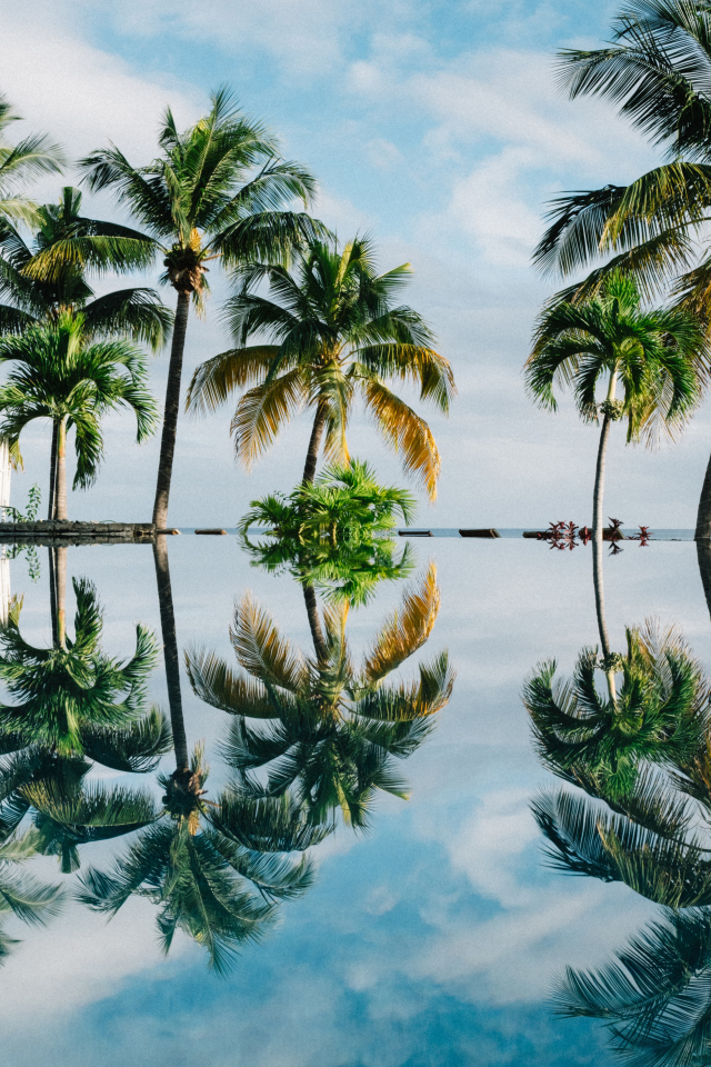 Зеленые пальмы отражаются в воде на пляже 