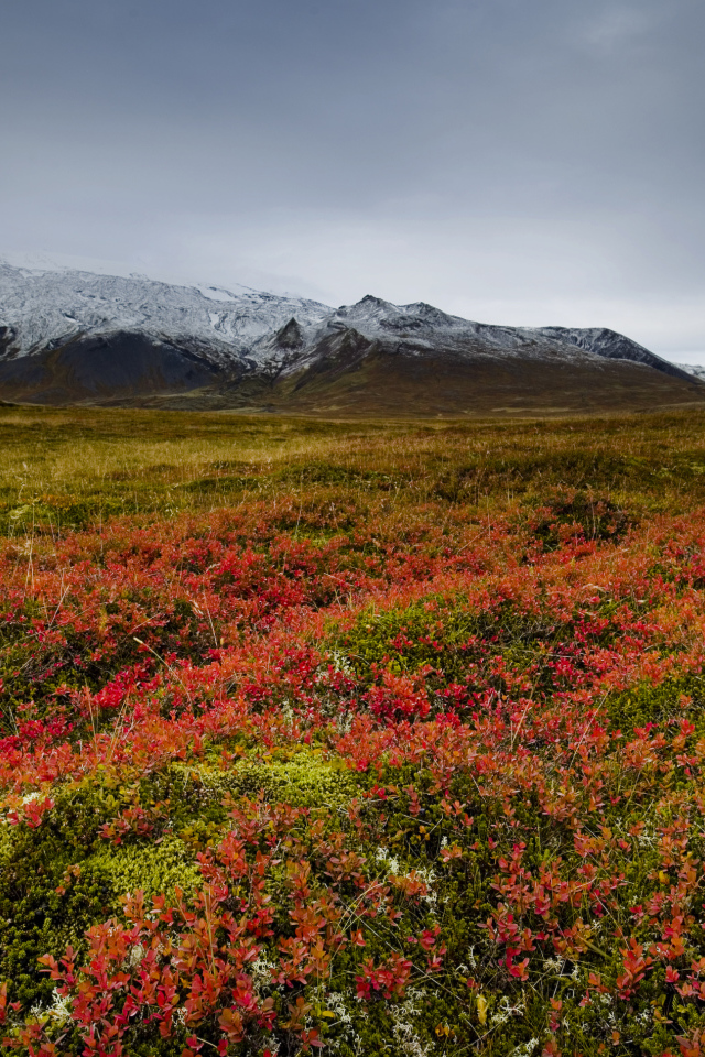 Поле на фоне заснеженной горы, Исландия