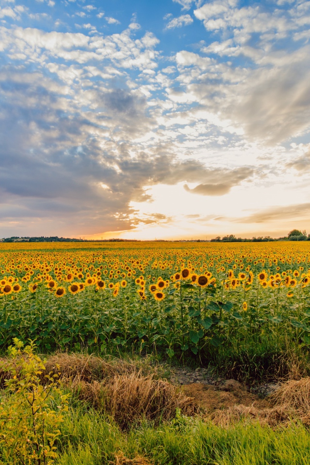 Поле цветущих подсолнухов под красивым небом