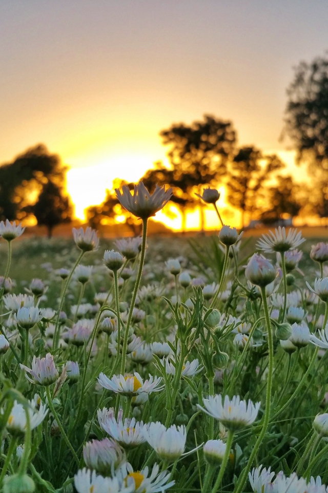 Поле белых цветов ромашки на фоне заката