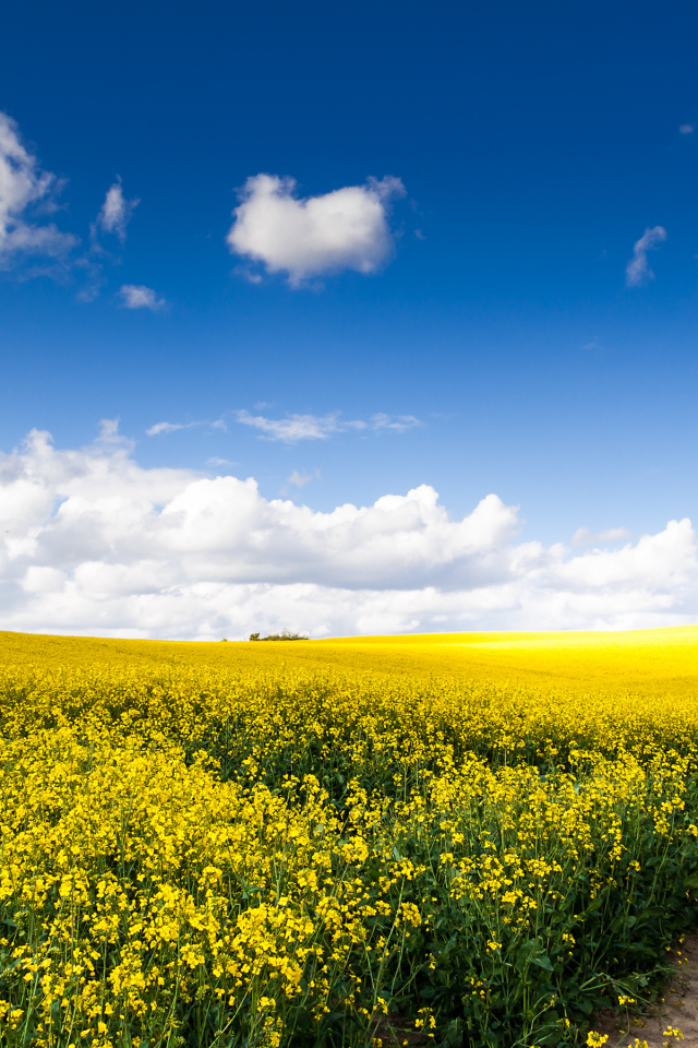 Рапсовое поле под голубым небом с облаками
