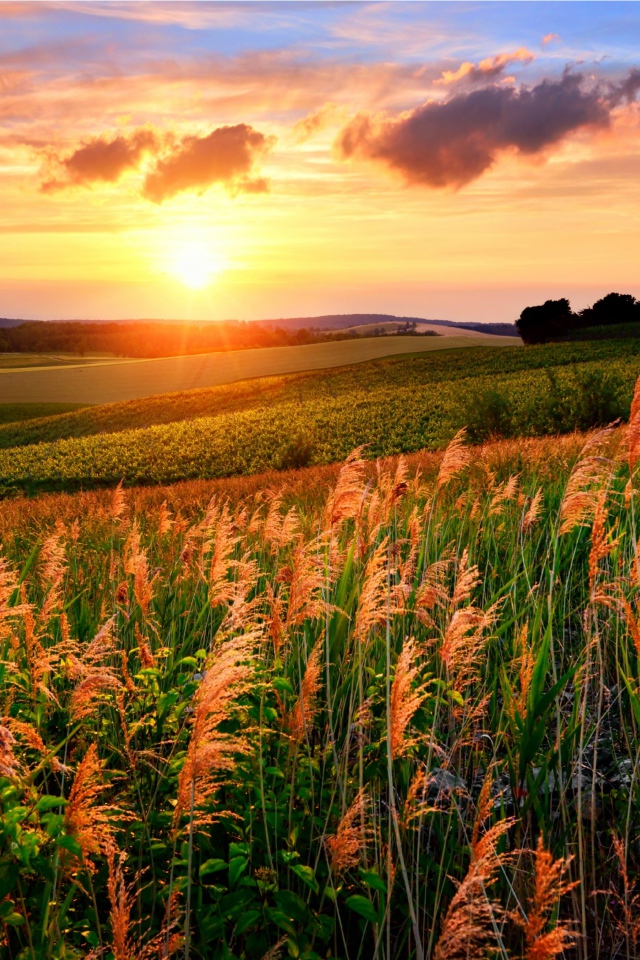 Колосья в поле под яркими лучами летнего солнца