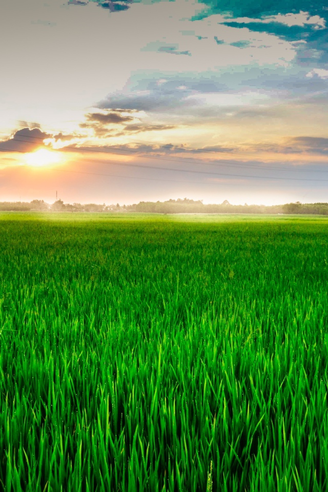 Восход летнего солнца над полем с зеленой пшеницей