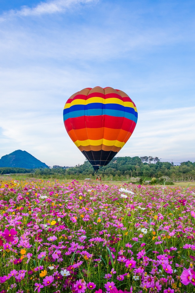 A balloon over a blossoming cosmos field under a blue sky