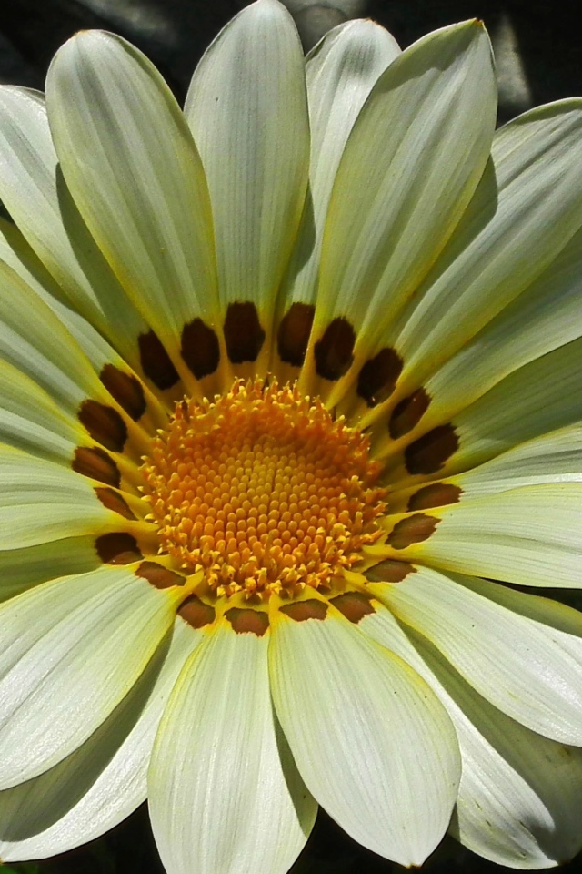 Красивый большой цветок газания крупным планом