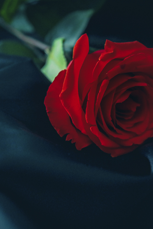 Красивая красная роза лежит на черном покрывале